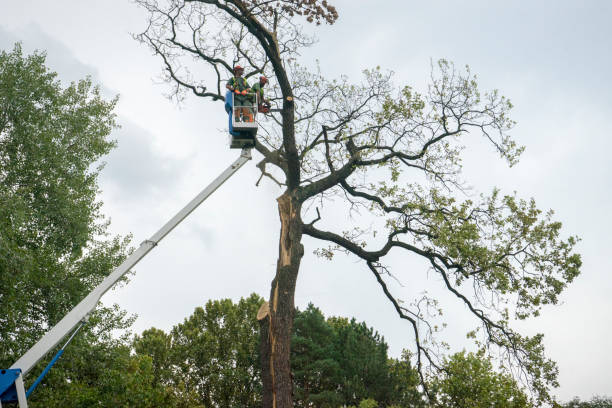 How Our Tree Care Process Works  in  Harrisonburg, VA